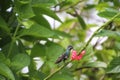 Hummingbirds are birds from the Americas that constitute the family Royalty Free Stock Photo