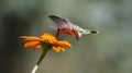 Brilliant Hummingbird drinking from an orange Mexican Sunflower - Trochilidae Royalty Free Stock Photo