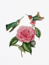 Graceful Encounter: Hummingbirds and Camellia Flower.