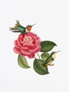 Graceful Encounter: Hummingbirds and Camellia Flower
