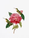 Graceful Encounter: Hummingbirds and Camellia Flower.