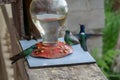 Hummingbirds or Colibris flying around a birdfeeder. Location: Mindo Lindo, Ecuador