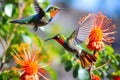 hummingbirds darting around, sipping nectar from exotic flowers