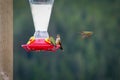 Hummingbirds Drinking Knight Inlet Canada