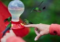 Hummingbirds drinking water while perching on the human fingers