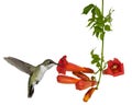 Hummingbirds drinks from a trumpet vine