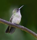 A small hummingbird on a branch.