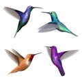 Hummingbirds. Exotic little colored beautiful flying birds colibri vector realistic pictures collection