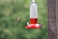 Hummingbirds on Feeder