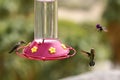 Hummingbirds at the feeder, Palm Springs