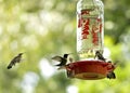 Hummingbirds feeding