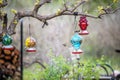 Hummingbirds feeding on nectar in bird feeders in spring