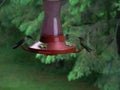 Hummingbirds feeding on a red hummingbird feeder in summer in Minnesota