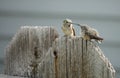 Hummingbirds on Fence - Calliope