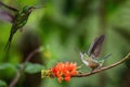 Hummingbirds in fight on orange flower,typical bird behaviour,tropical forest,Ecuador,birds on branch in garden