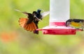 Hummingbirds fighting over nectar at a bird feeder in a garden.