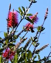 A Hummingbird Visits a Tree Filled with Red Flowers Royalty Free Stock Photo