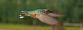 Hummingbirds in flight