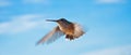 Hummingbirds in flight