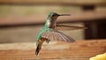 Hummingbirds in flight