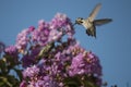 Hummingbirds