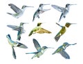 Hummingbirds In Flight_Vector