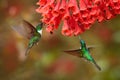 Hummingbirds with flower. Collared Inca, Coeligena torquata, dark green black and white hummingbird flying next to beautiful Royalty Free Stock Photo