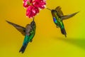 Hummingbirds And Flower