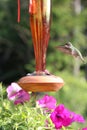 Hummingbirds and Flowers