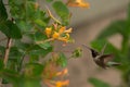 Hummingbirds in the garden with color on the yakima county indian reservation