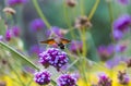 Hummingbirds and hawk moths gather honey