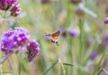 Hummingbirds and hawk moths gather honey