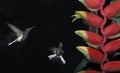 Hummingbirds and Heliconia, Brazil.