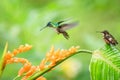 Hummingbirds hovering next to orange flower and another bird sitting on leave,tropical forest,Ecuador,