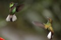 Hummingbirds dancing in Monteverde.