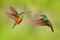 Hummingbirds with long golden tail, beautiful action flight scene with open wings, clear green backgroud, Chicaque Natural Park,