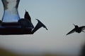 the hummingbirds love the feeder Royalty Free Stock Photo