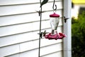 Hummingbirds at nectar feeder background