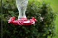 Hummingbirds at nectar feeder