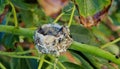 Hummingbirds nest