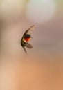 A ruby-throated hummingbird in flight attacking other feeders