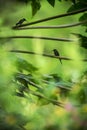 Hummingbirds sitting on branches of tree, hummingbird from tropical rainforest,Peru,bird perching