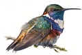 Full Body Hummingbird watercolor, predator animals wildlife. Isolate on white background.