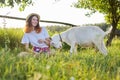 Humor, white home farm goat butting teenager girl Royalty Free Stock Photo