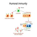 Humoral immunity. antibody-mediated immunity. Viruse, Lymphocyte, antibody and antigen. Vector diagram for educational, biological