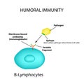 The humoral immunity. B lymphocytes. Antigen. Pathogen. Infographics. vector illustration Royalty Free Stock Photo