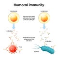 Humoral immunity. Bacteria, Virus, Lymphocyte and Antibody. Immune cells Royalty Free Stock Photo