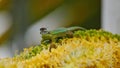 Humoristic pose of a fly landed on head of gecko Royalty Free Stock Photo