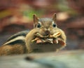 Humorous Autumn Chipmunk Closeup.