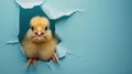 A humorous chicken peers through a ripped hole in a contrast pastel color paper background, Ai Generated Royalty Free Stock Photo